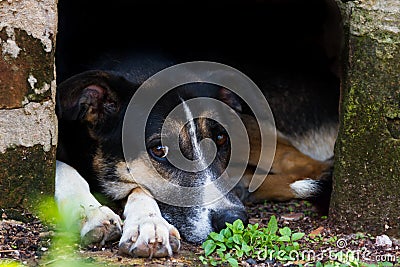 Portrait of abandoned stray dog on black background Stock Photo