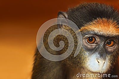 Portrait monkey. Stock Photo