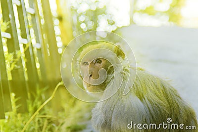 Portrait of a monkey in a green style Stock Photo