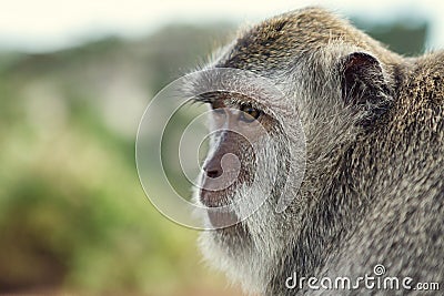 Portrait of the monkey in the Uluwatu Stock Photo