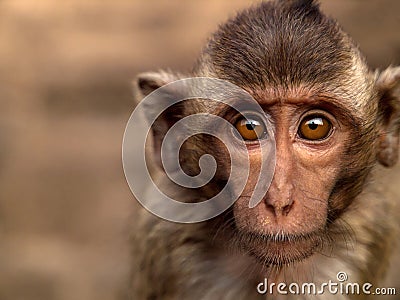 Portrait monkey Stock Photo