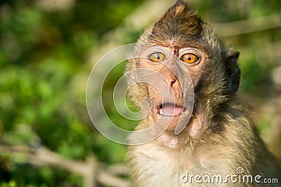 Portrait of monkey in the wild Stock Photo