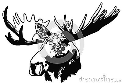 Portrait of moose Stock Photo