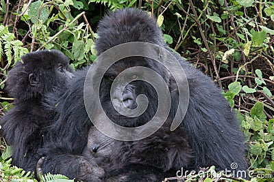 Mother and child in Mountain Gorilla family Rwanda Stock Photo