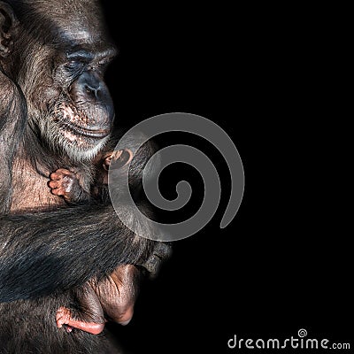 Portrait of mother Chimpanzee with her funny small baby at black Stock Photo