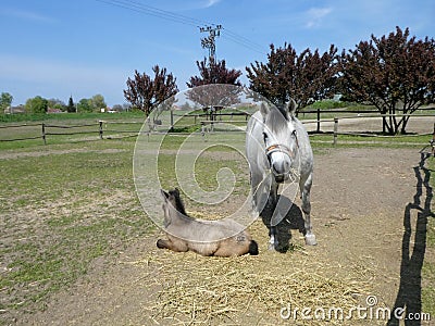 Mother horse standing near lying child foal on the ground Stock Photo