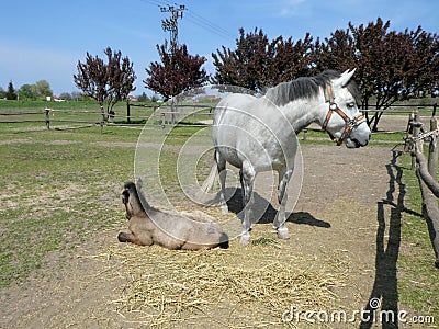 Mother horse standing near lying child foal on the ground Stock Photo