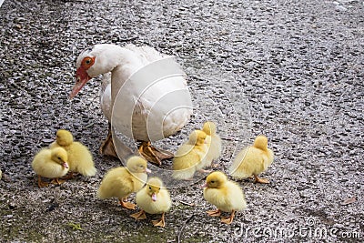 Portrait of mother muscovy duck and group of cute yellow fluffy baby ducklings in background, animal family concept Stock Photo