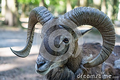 Portrait of a mouflon Stock Photo