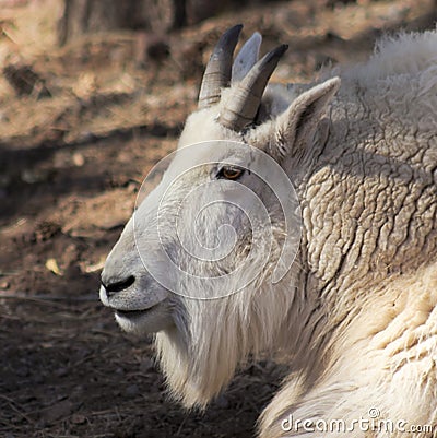 A Portrait of a Mountain Goat, Oreamnos americanus Stock Photo