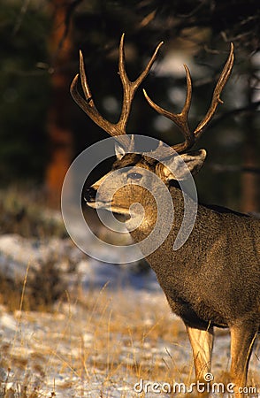 Portrait of a Mule Deer Buck Stock Photo
