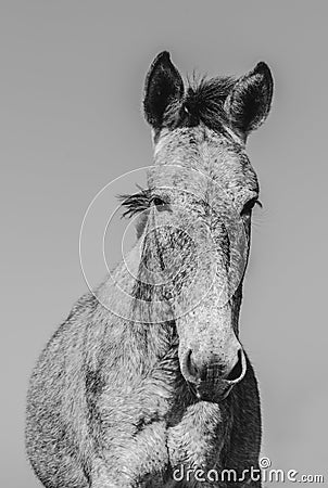 Portrait of a mule. Stock Photo