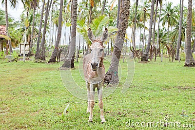 Mule portrait, Sri Lanka Stock Photo