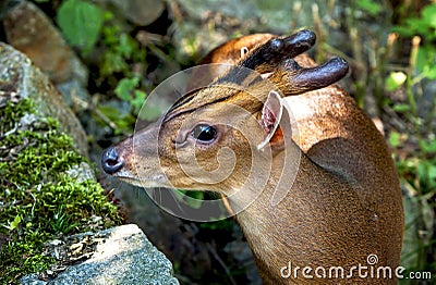 Portrait of muntjak deer Stock Photo
