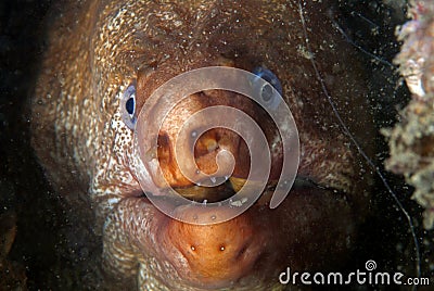 Portrait of a murena (Moray) eel in its home Stock Photo