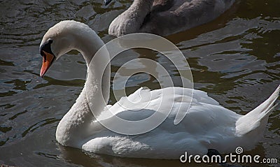 Portrait of a mute swan Stock Photo