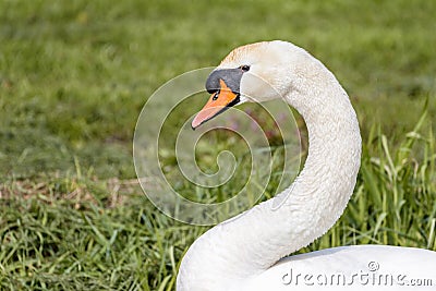 Portrait of a mute swan Stock Photo
