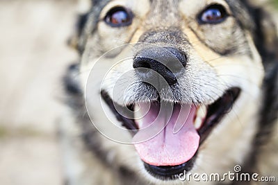 Portrait muzzle cute dog funny sticking out his tongue and rolling his eyes Stock Photo