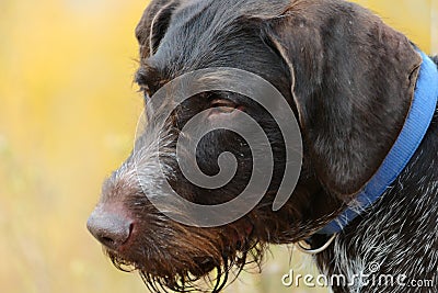 Portrait, muzzle of a hunting dog of the German breed Drathaar, close-up. Stock Photo