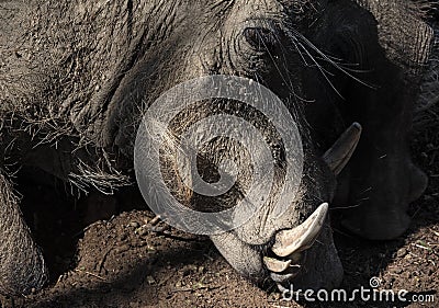 Portrait of a Namibian Warthog, Phacochoerus africanus Stock Photo