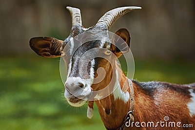 Portrait of Nanny Goat Stock Photo