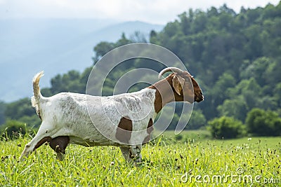 Portrait of a nanny goat walking through green grass. Stock Photo