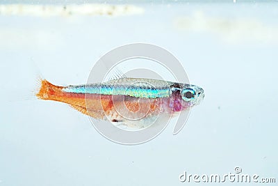 Portrait of a Neon Tetra Stock Photo