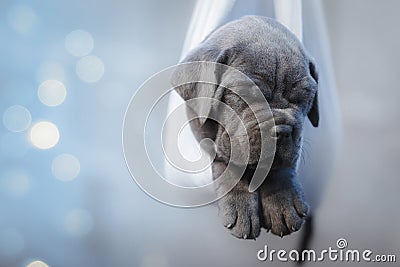 Portrait of a newborn gray cane corso puppy sleeping in a hammock Stock Photo