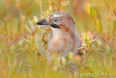 Portrait of nice bird Eurasian Jay, Garrulus glandarius, with orange fall down leaves and morning sun during orange autumn. Orange Stock Photo