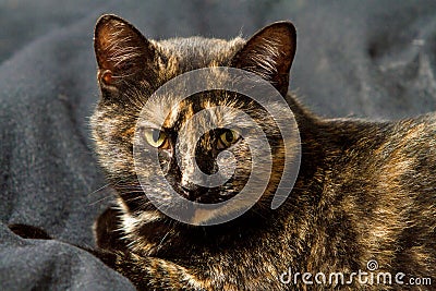 Portrait of nice cat on gray background Stock Photo