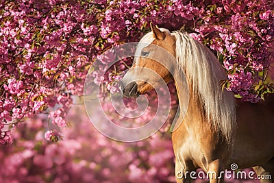 Portrait of a nice haflinger pony with sakura blooming Stock Photo