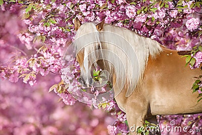 Portrait of a nice haflinger pony with sakura Stock Photo