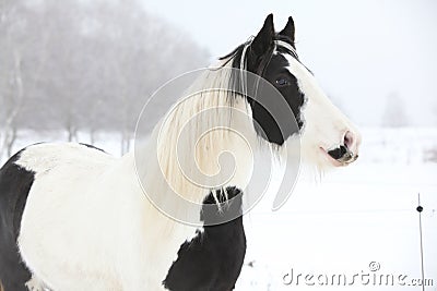 Nice irish cob in winter Stock Photo