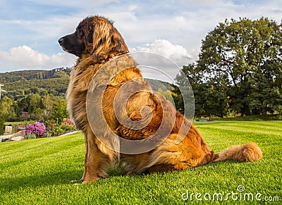 Portrait of a nice Leonberger sitting on a green grass Stock Photo