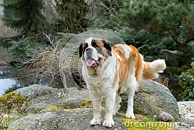 Portrait of a nice St. Bernard dog Stock Photo
