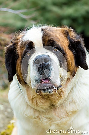 Portrait of a nice St. Bernard dog Stock Photo