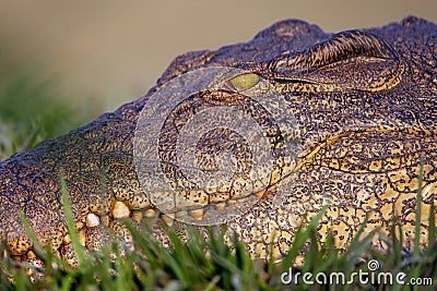 Portrait of a Nile Crocodile Crocodylus niloticus, Stock Photo