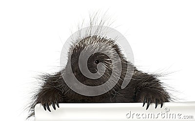 Portrait of North American Porcupine, Erethizon dorsatum Stock Photo