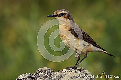 Portrait of the northern wheatear Oenanthe oenanthe Stock Photo