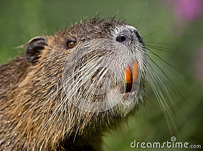 Portrait of a nutria Stock Photo