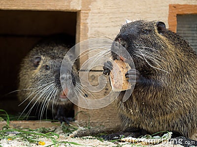 Portrait of a nutria animal Stock Photo