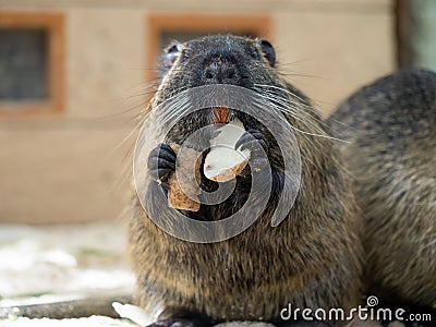 Portrait of a nutria animal Stock Photo