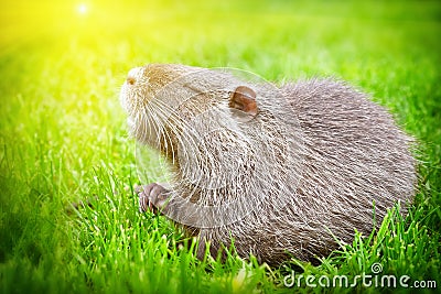 Portrait of a nutria, sitting in the sunlight Stock Photo