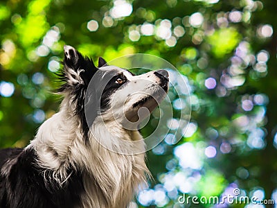 Portrait of an obedient black and white border collie, head shot Stock Photo
