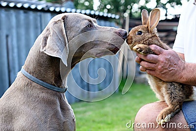 The portrait dog breed Weimaraner with rabbit Stock Photo