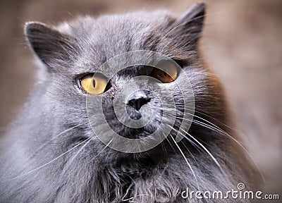 Portrait of old british cat with attentive gaze Stock Photo