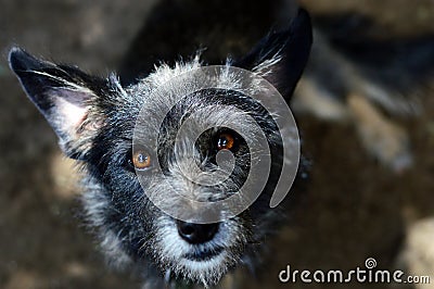 Portrait of an old gray-haired dog with devoted eyes Stock Photo