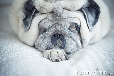 Portrait of old and lazy funny pug dog laying at home and relaxing - concept of mature animlas domestic looking on camera Stock Photo