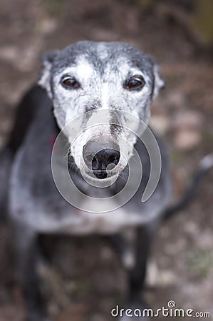 Portrait of old rescued grey-haired greyhound Stock Photo