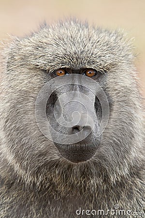 Portrait of an Olive Baboon Stock Photo
